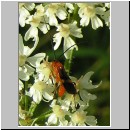 Braconidae sp - Brackwespe 06a 9mm.jpg